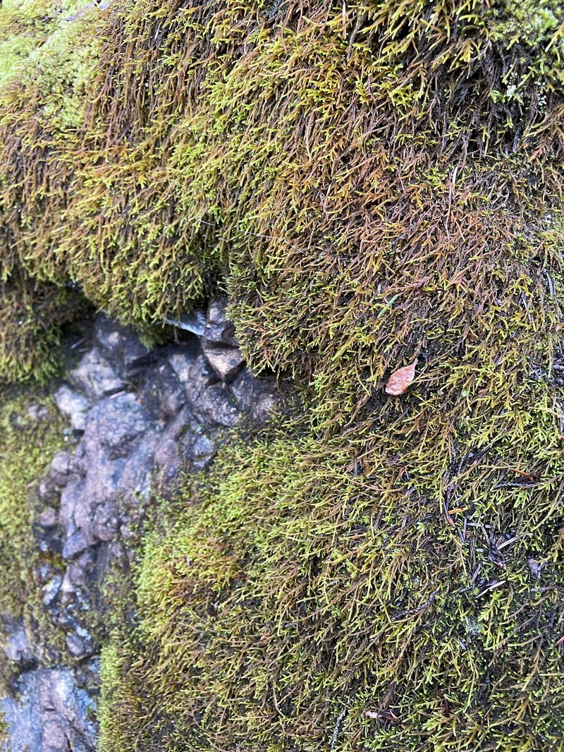 Serpentine Pseudoleskeella Moss photo 5