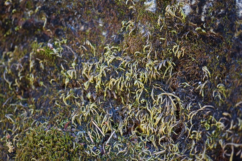 Serpentine Pseudoleskeella Moss photo 6