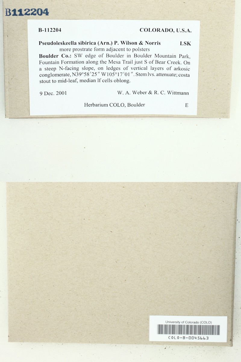 Siberian Pseudoleskeella Moss photo 6