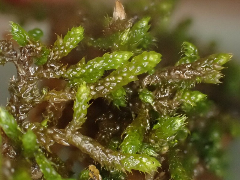 Pseudoleskeella Moss photo 2