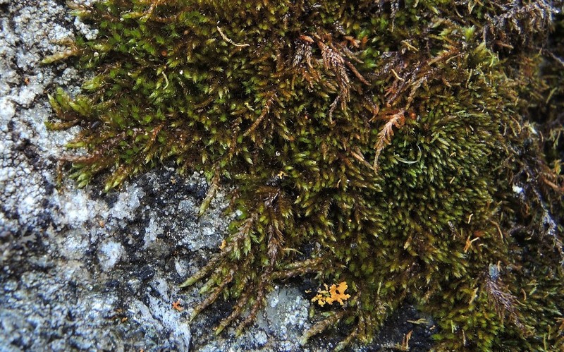 Pseudoleskeella Moss photo 3