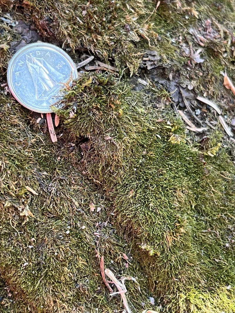 Pseudoleskeella Moss photo 4