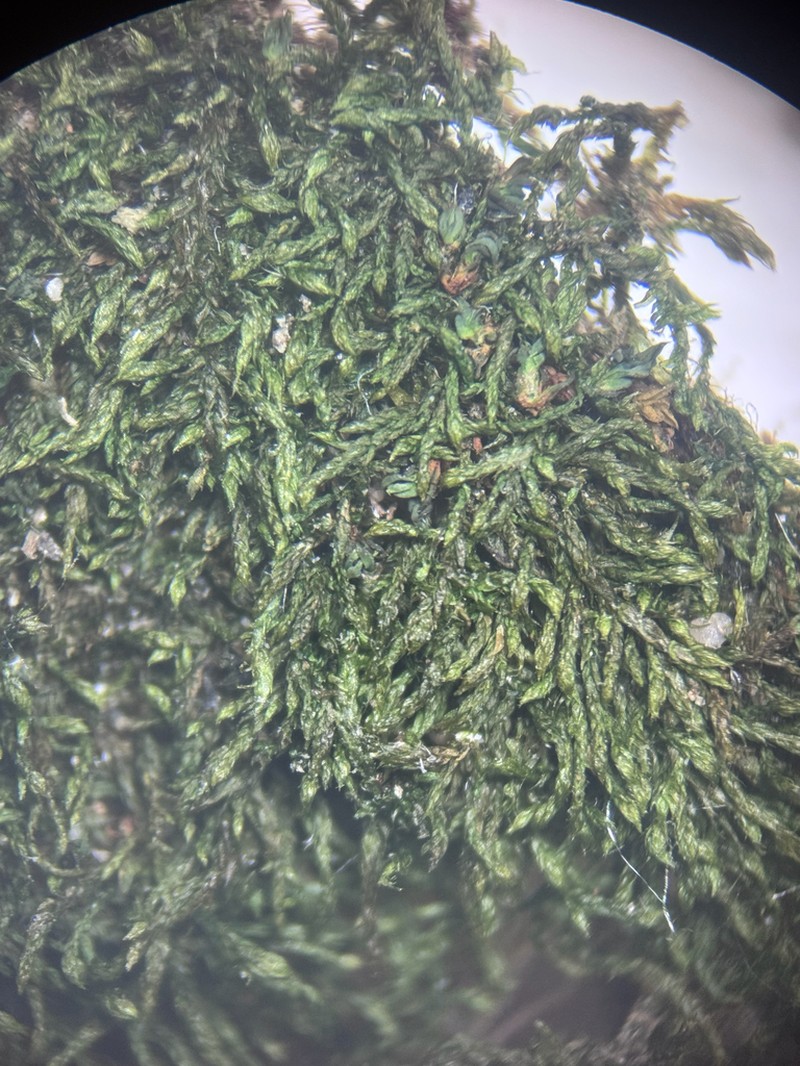 Pseudoleskeella Moss photo 5