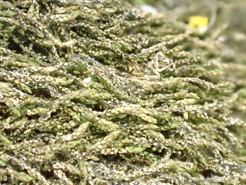 Pseudoleskeella Moss photo 6