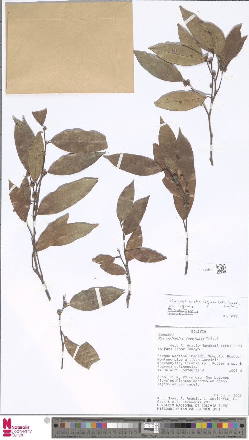 Pseudolmedia rigida subsp. rigida