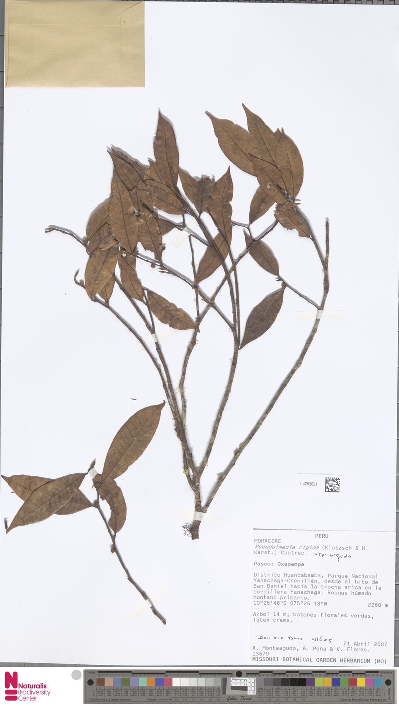 Pseudolmedia rigida subsp. rigida photo 2