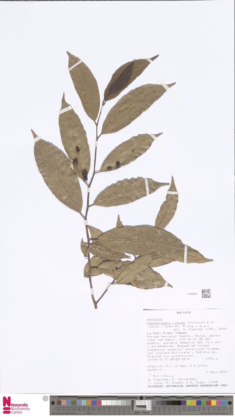 Pseudolmedia rigida subsp. rigida photo 3