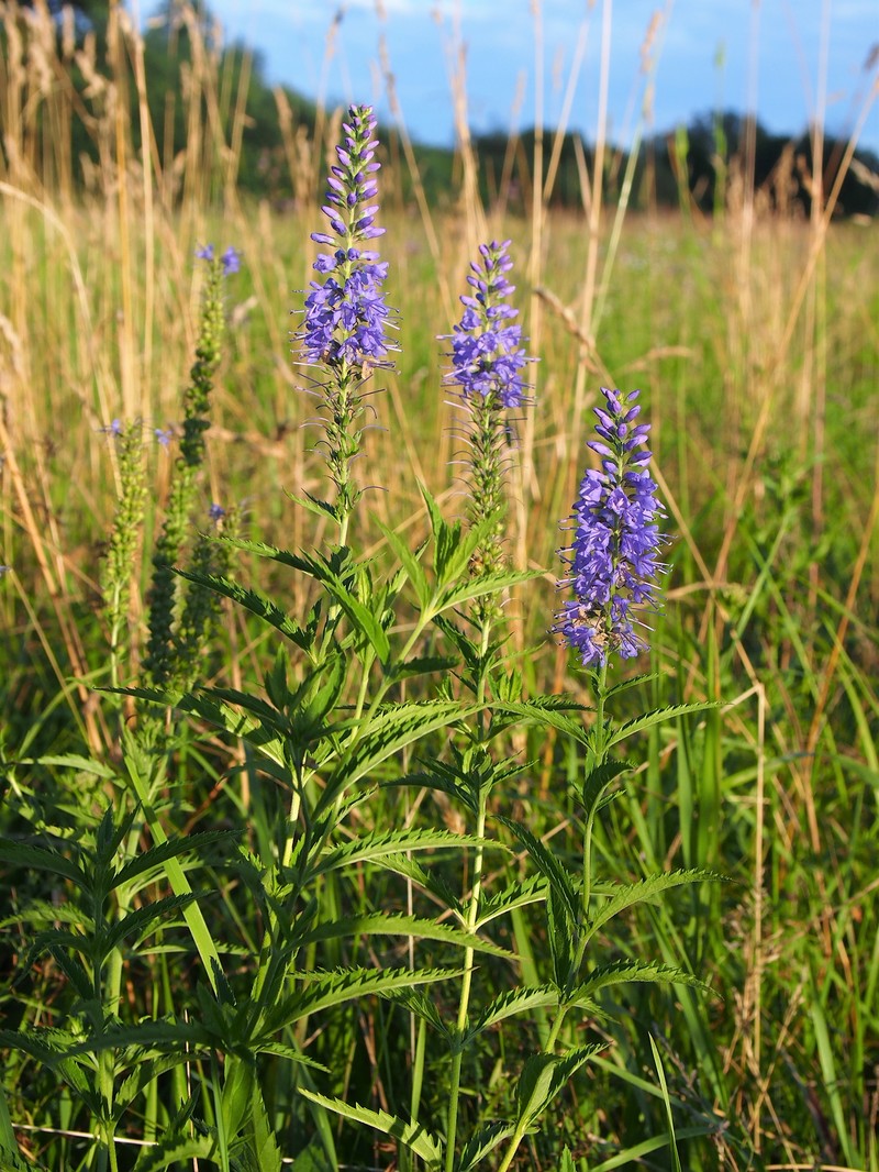 Longleaf Speedwell photo 2