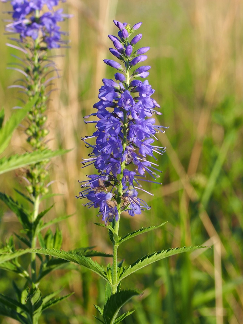 Longleaf Speedwell