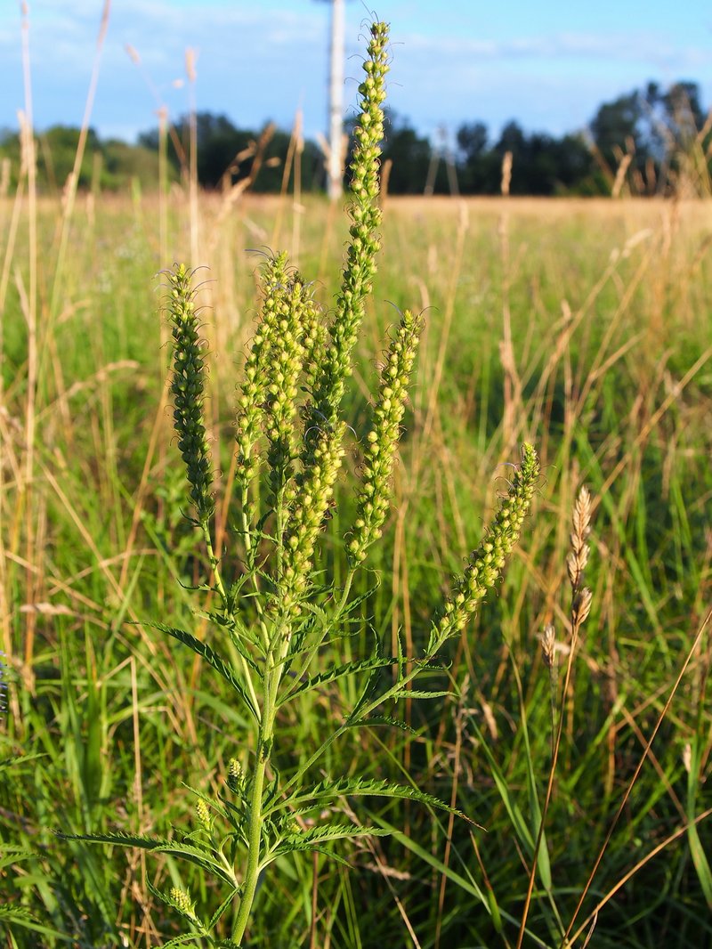Longleaf Speedwell photo 3