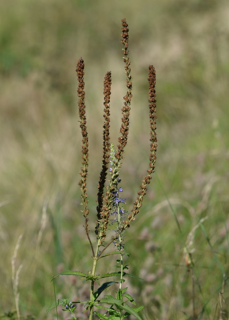 Longleaf Speedwell photo 4