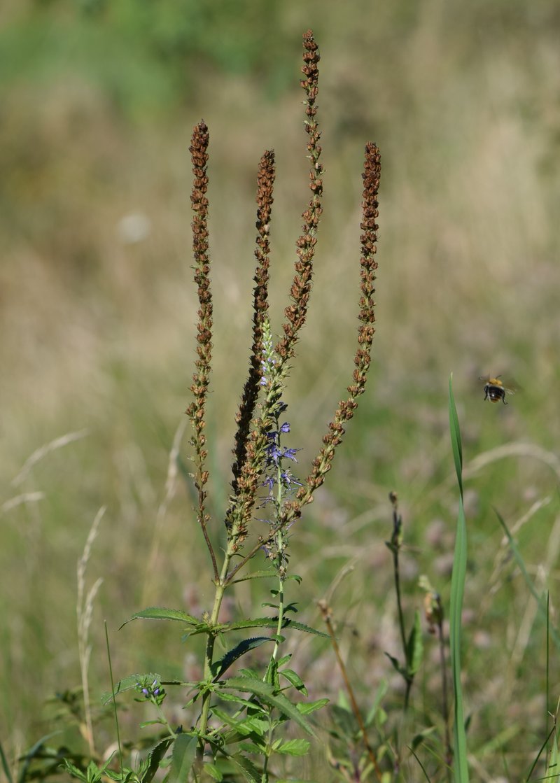 Longleaf Speedwell photo 5