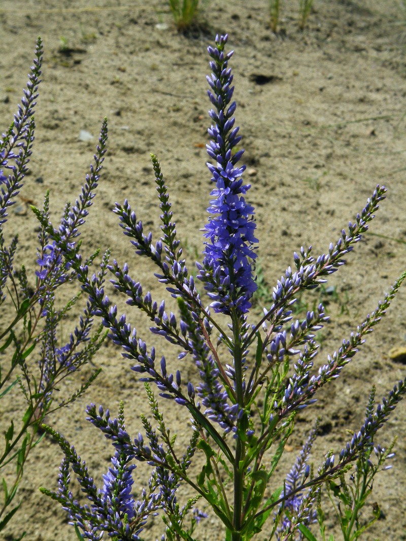 Bastard Speedwell photo 2