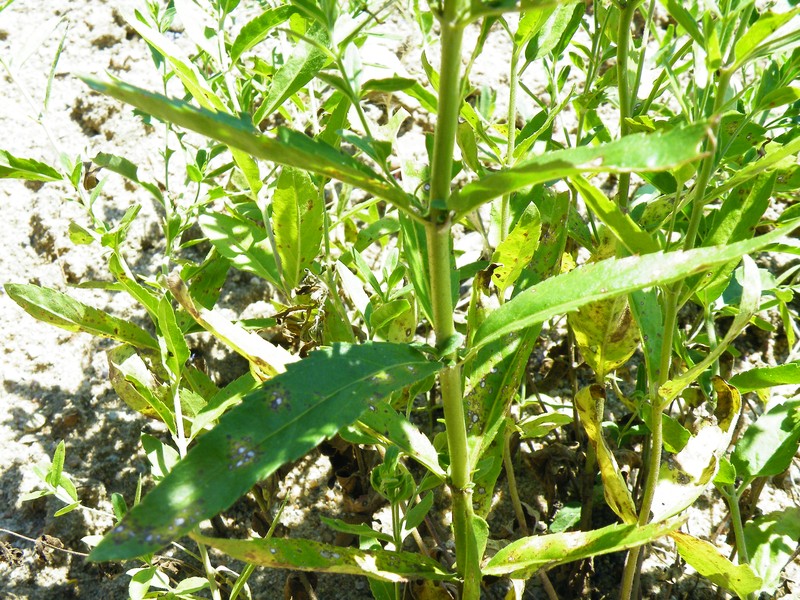 Bastard Speedwell photo 3