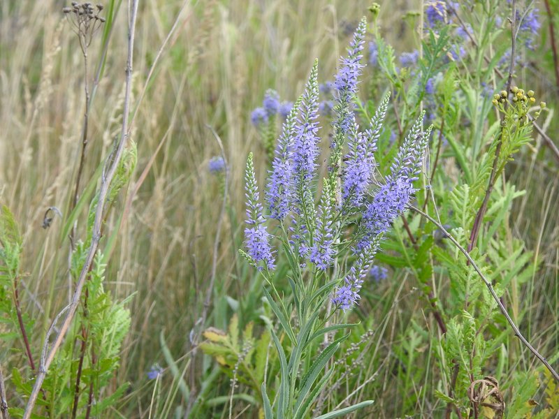 Bastard Speedwell photo 4