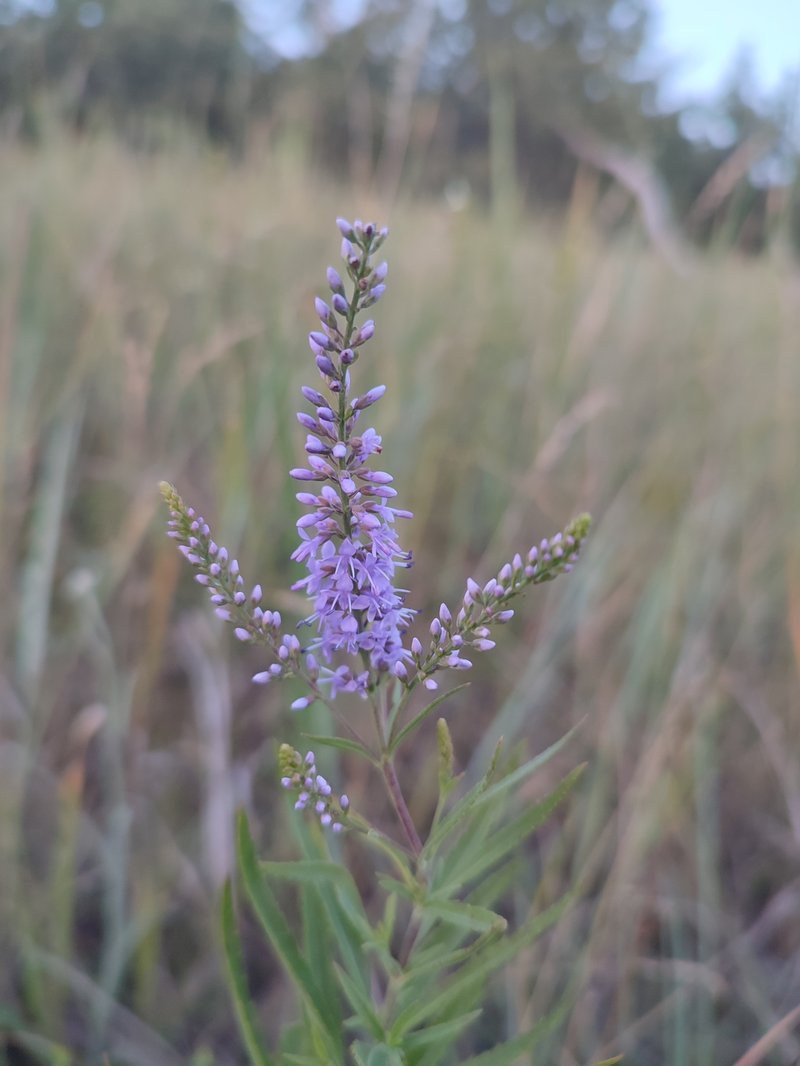Bastard Speedwell photo 5