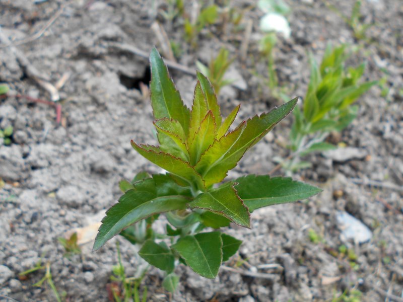 Bastard Speedwell photo 6