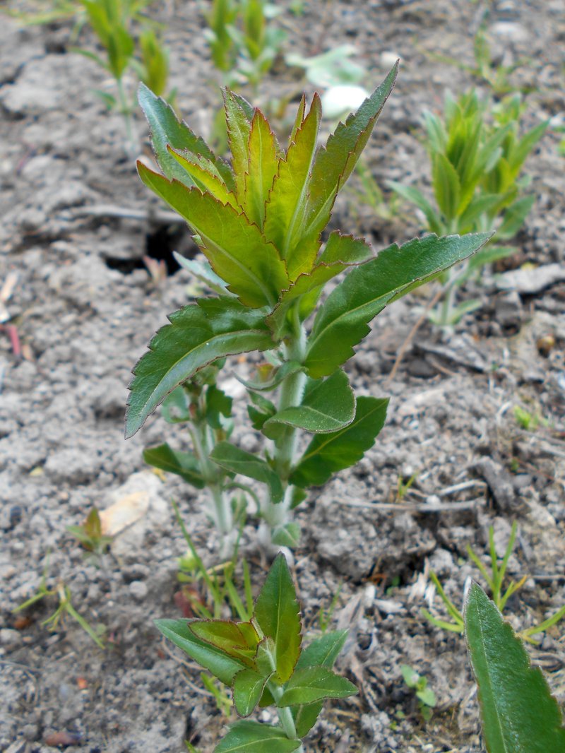 Bastard Speedwell photo 7