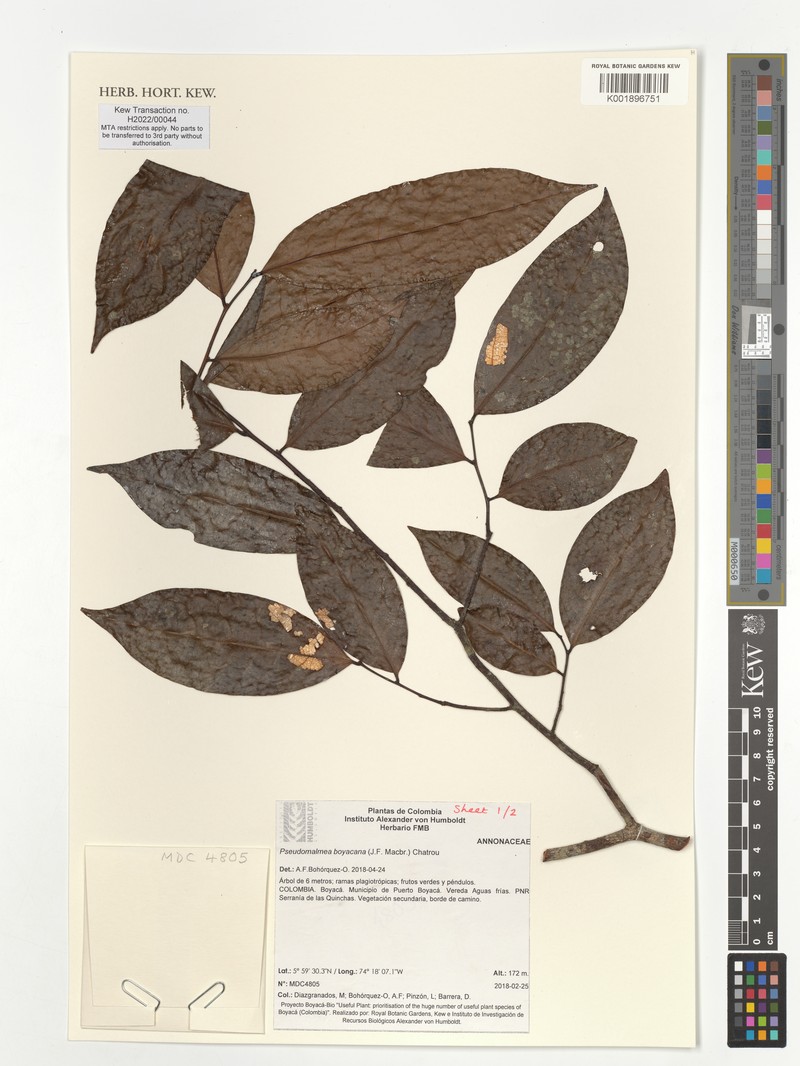 Pseudomalmea boyacana photo 4