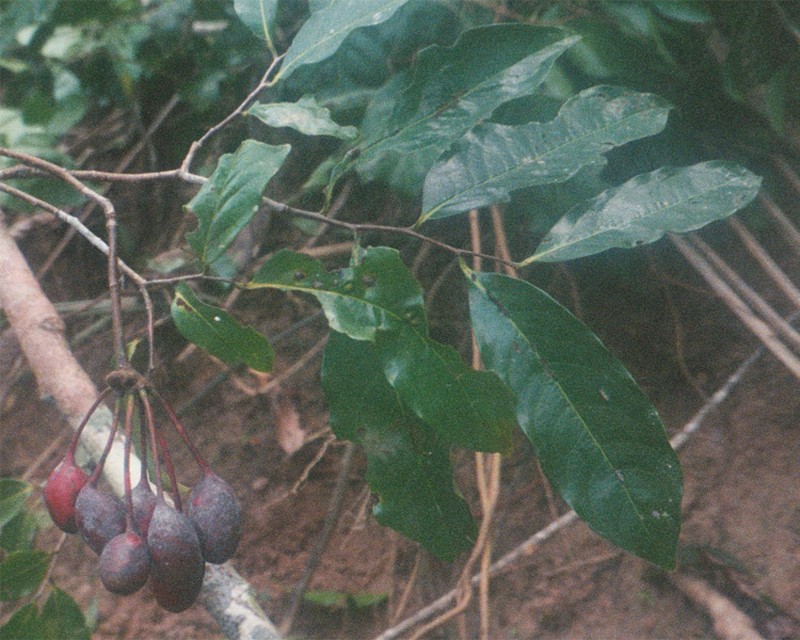 Pseudomalmea diclina