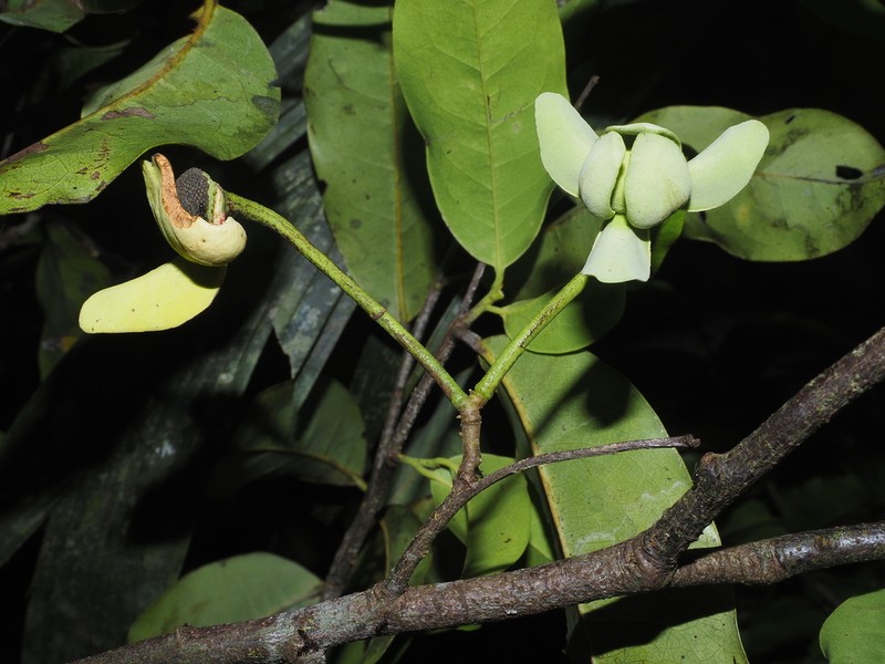 Pseudomalmea diclina photo 2
