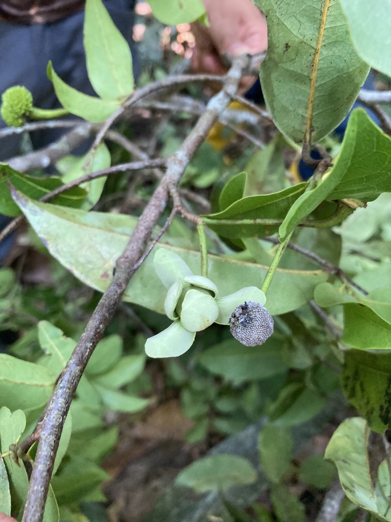 Pseudomalmea diclina photo 5