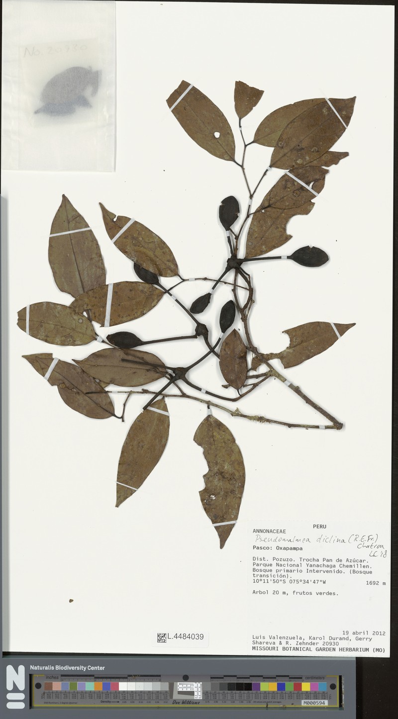 Pseudomalmea diclina photo 6