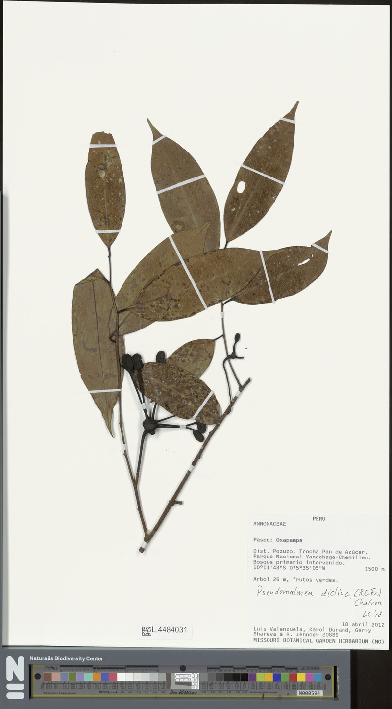 Pseudomalmea diclina photo 7