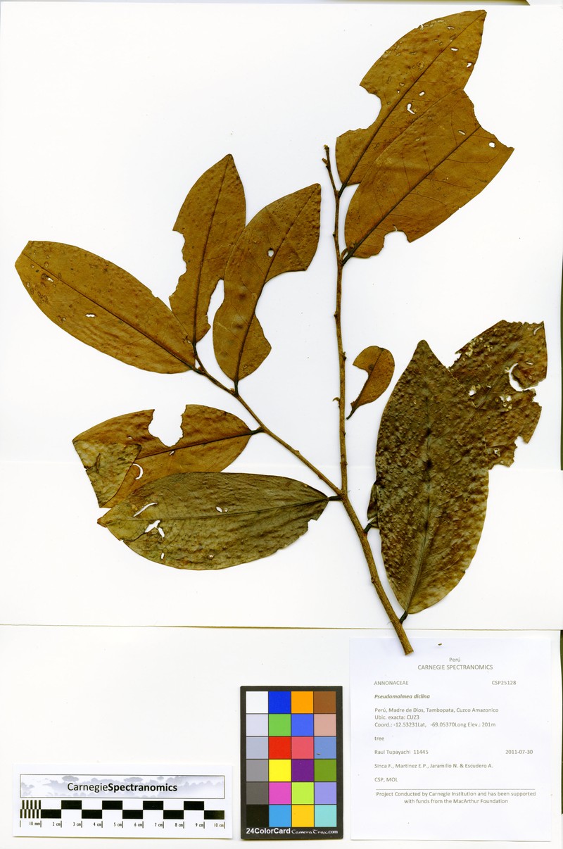 Pseudomalmea diclina photo 8