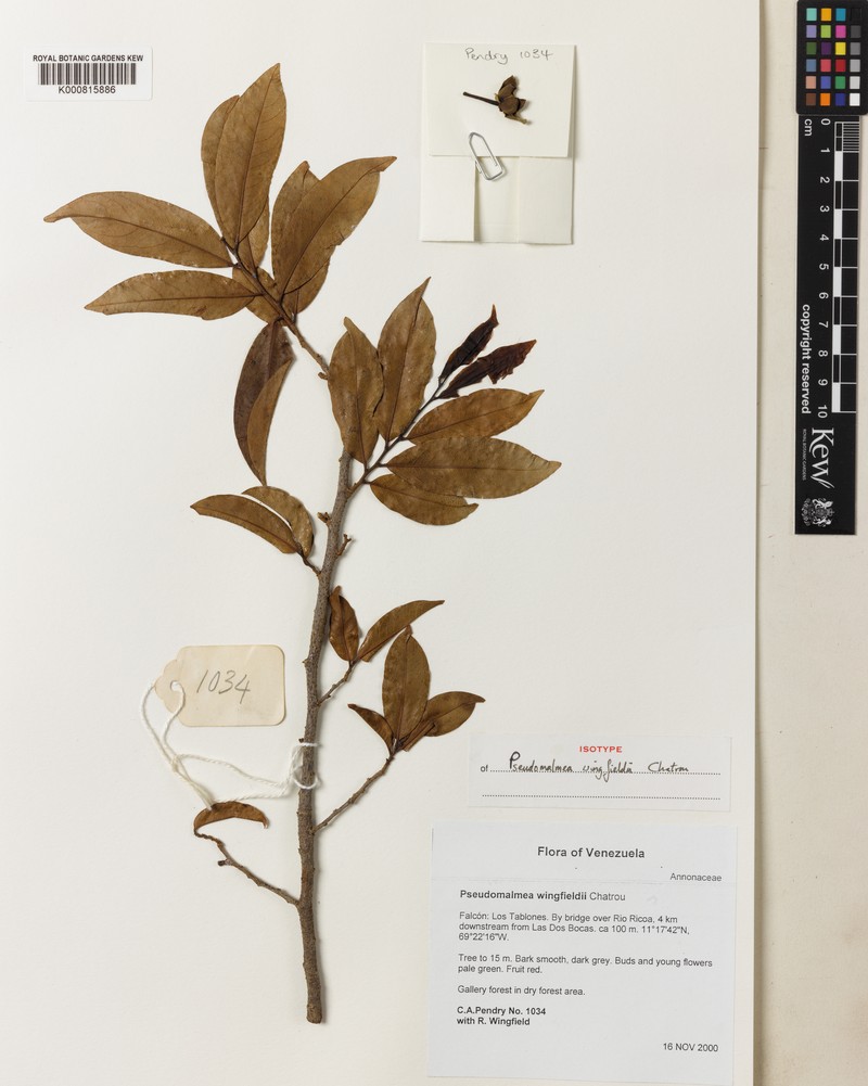 Pseudomalmea wingfieldii