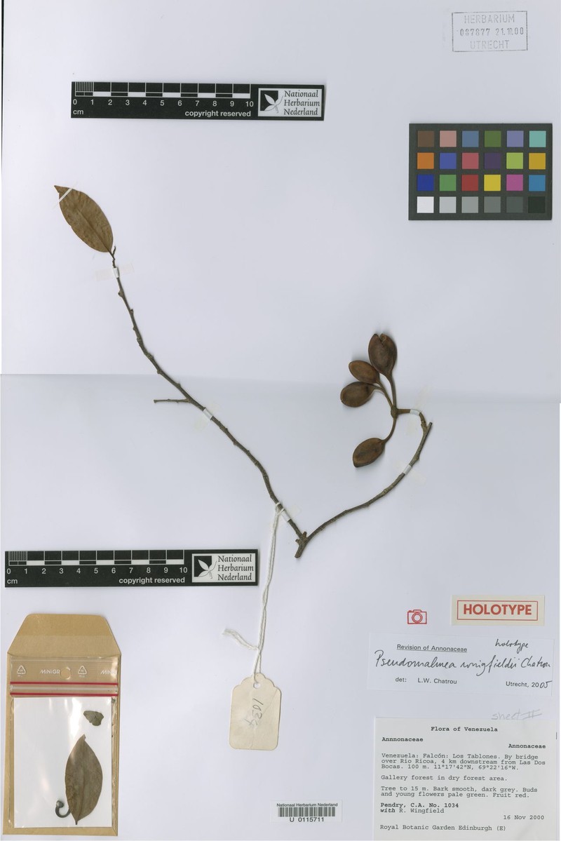 Pseudomalmea wingfieldii photo 2