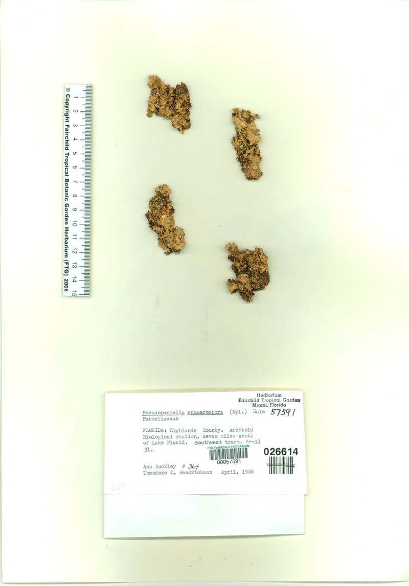 Pseudoparmelia photo 4