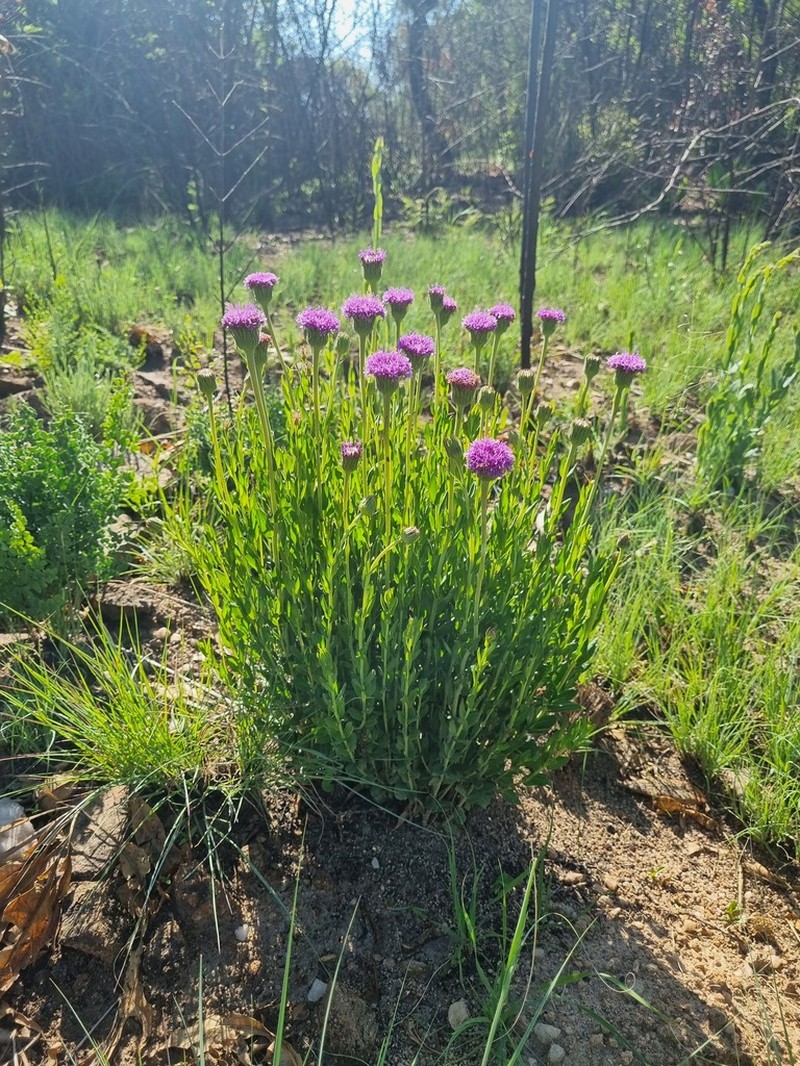Pseudopegolettia tenella