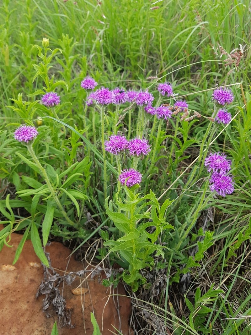 Pseudopegolettia tenella photo 2