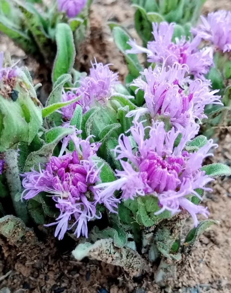 Pseudopegolettia tenella photo 3