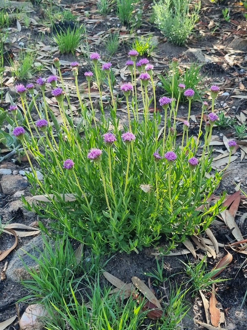 Pseudopegolettia tenella photo 4