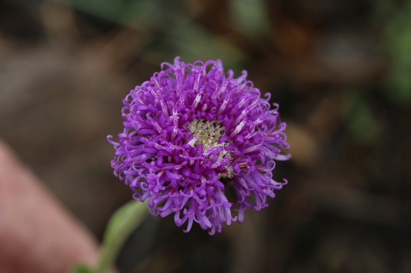 Pseudopegolettia tenella photo 5