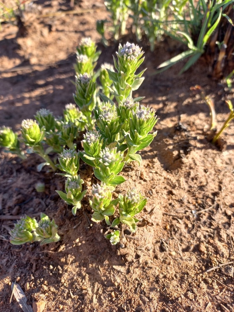 Pseudopegolettia tenella photo 8
