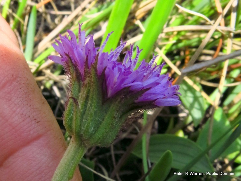 Pseudopegolettia thodei photo 3