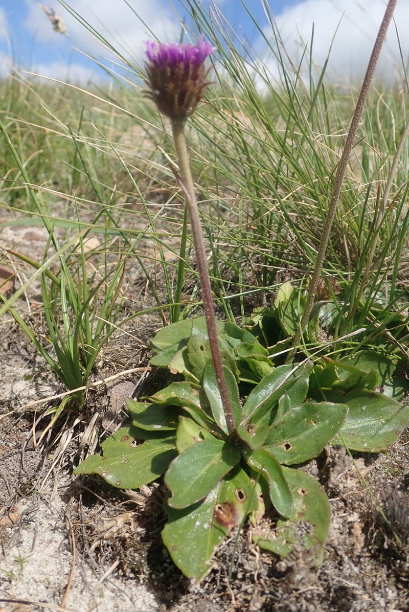 Pseudopegolettia thodei photo 5