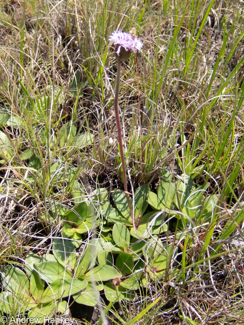 Pseudopegolettia thodei photo 8