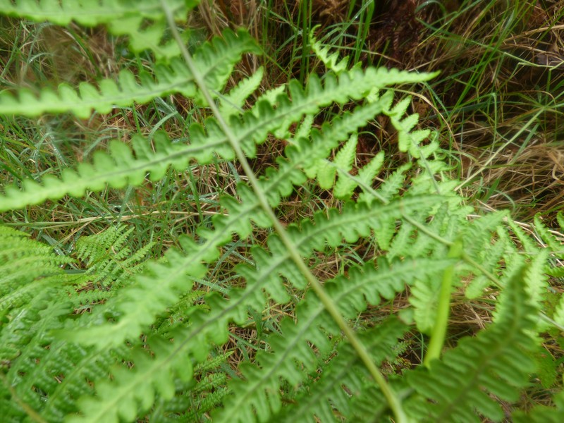 False Beech Fern photo 4