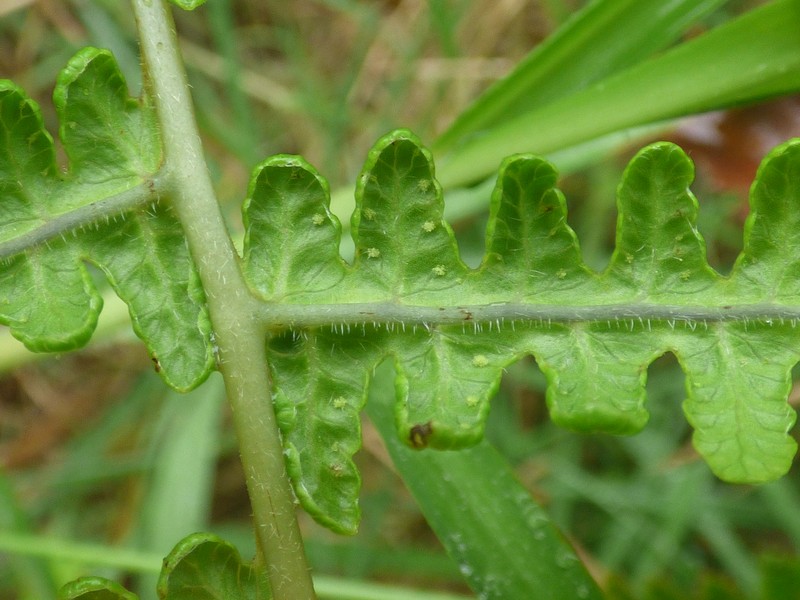 False Beech Fern photo 5