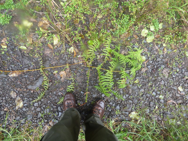 False Beech Fern photo 6