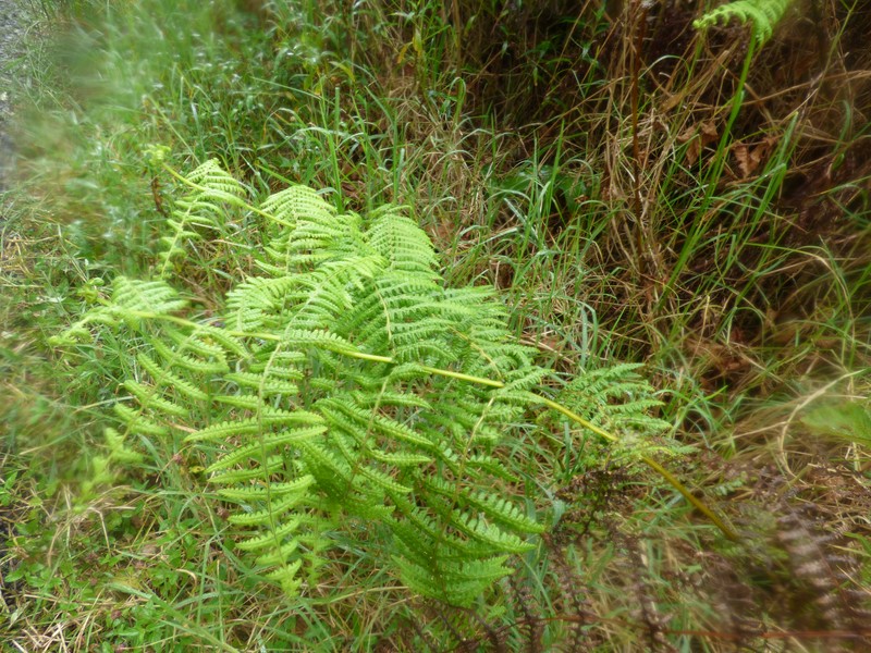 False Beech Fern photo 2