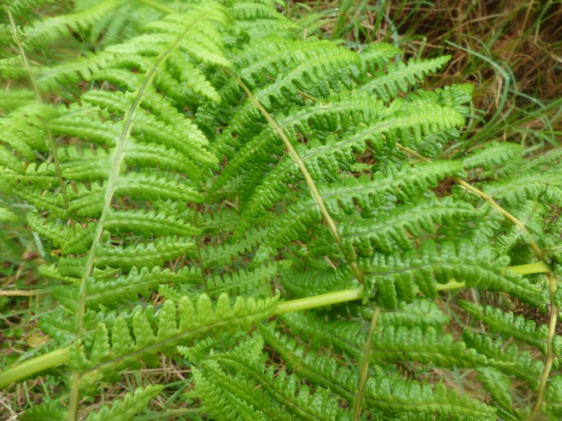 False Beech Fern