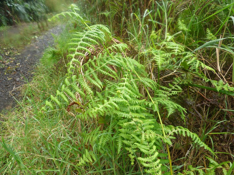False Beech Fern photo 3