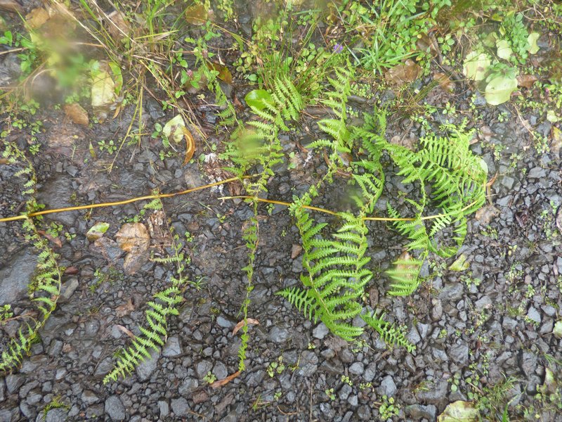 False Beech Fern photo 7