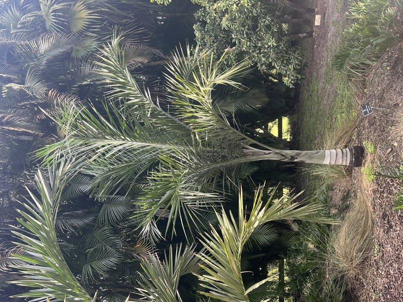 Florida Cherry Palm photo 2