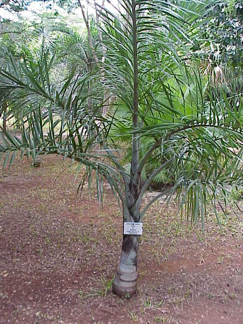 Florida Cherry Palm photo 3